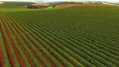 Eksperimentalne kulture konoplje i kafe biće uzgajane u svemiru
