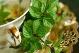 Zlato sa Šri Lanke: Ljudi plaćaju 600 evra da bi probali ovaj napitak