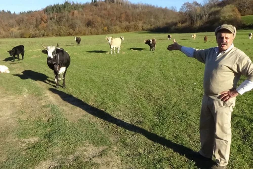 Goveda otporna na bolesti, mlijeko kvalitetnije - Prijeti nestanak autohtonim bušama