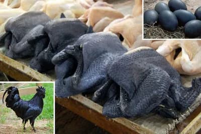 Ova vrsta kokoške ima crne kosti, organe i meso: Evo i zašto