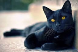 Zovu ih NINDžA i nadaju se da će im PRIJEĆI PUT, jer to donosi sreću