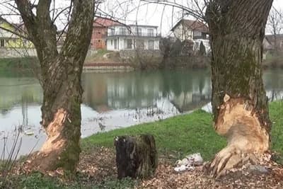 Napasne štetočine se odomaćile na obalama Sane