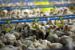 Ishrana živine u tovu