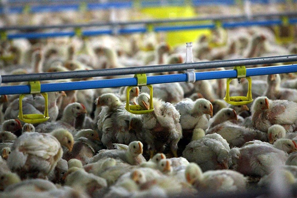 Ishrana živine u tovu