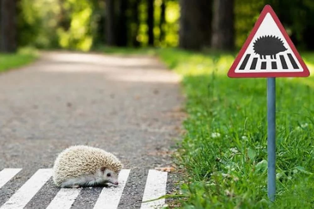 Šta treba uraditi kada naiđete na ježa u parku