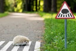 Šta treba uraditi kada naiđete na ježa u parku