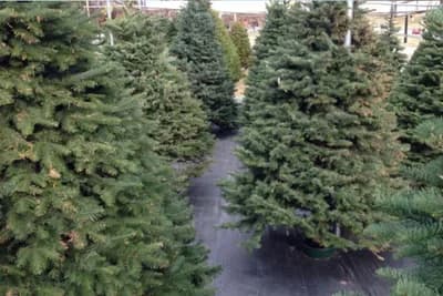 Beč će od božićnih jelki proizvoditi električnu i toplotnu energiju