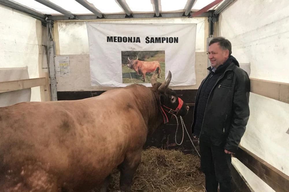 MEDONJA ŠAMPIONSKI ZAVRŠIO GODINU Slavni bik iz Olova porazio Perana u Vitezu