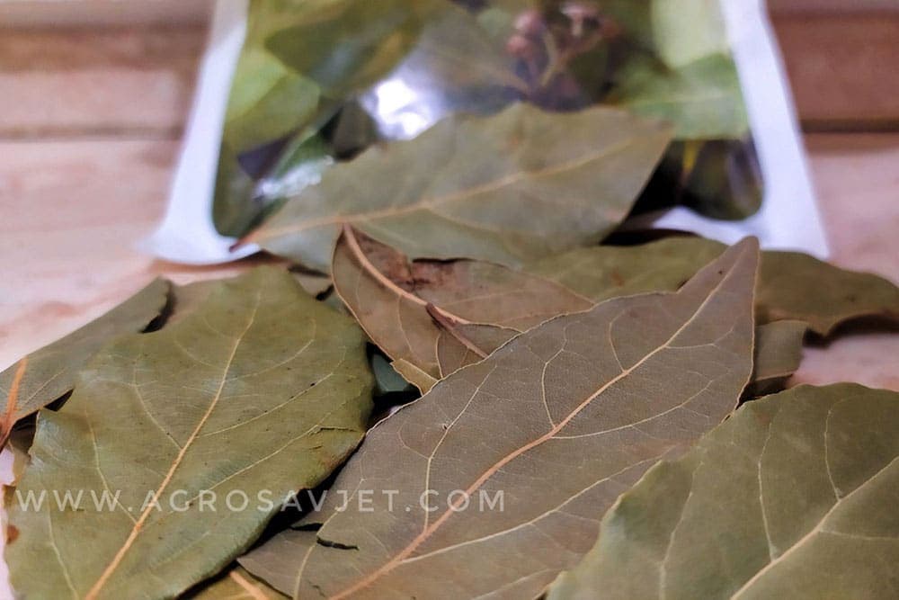 Kako lovor može pomoći u borbi protiv proširenih vena