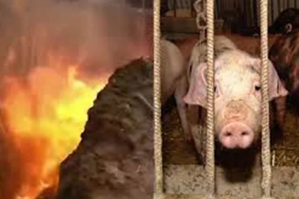 U stravičnom požaru izgorjelo 770 krmača i 1.980 praščića