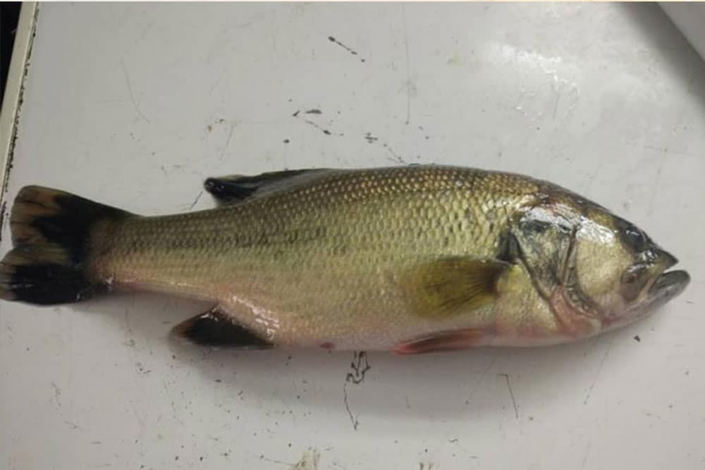 Kako da razlikujete svježu od ribe nepoželjne za ishranu