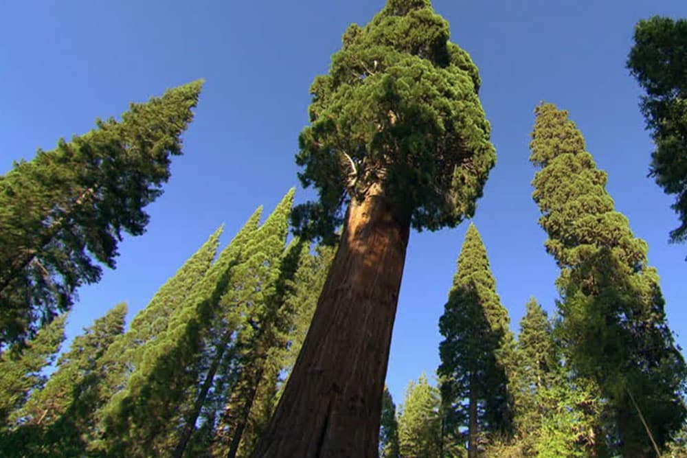 Znate li koliko je visoko najviše drvo na svijetu?