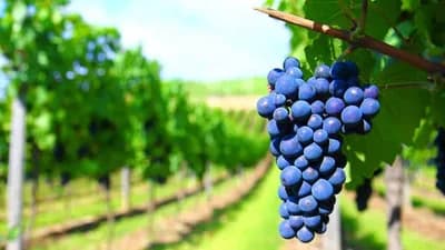 Ako se Zemlja zagrije još dva stepena, nestaće polovina vinograda