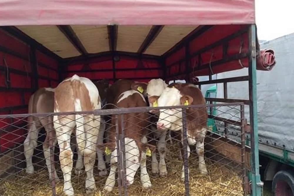 Najavljena intenzivna kontrola prometa stoke u Semberiji