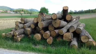 Šume RS i strateški drvoprerađivači ugovorili isporuku više od 380.000 kubika trupaca