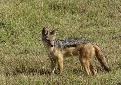 Najezda ŠAKALA u prigradskim naseljima oko Kragujevca
