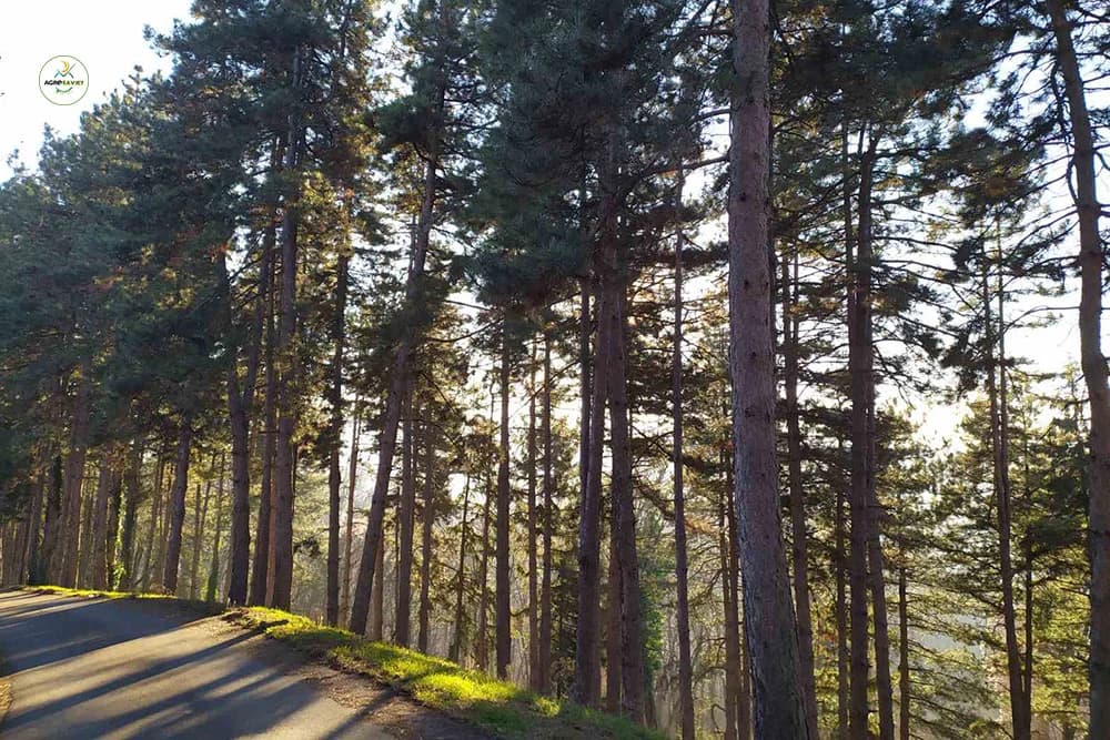 Šumari osumnjičeni da su oštetili preduzeće za 87.500 KM