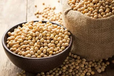 ŠTA SVE TREBA DA ZNATE O LECITINU