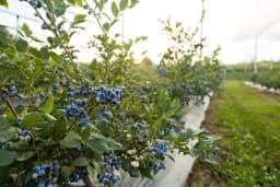 "Biljka budućnosti" dolazi i iz Srbije, a u Evropi je takođe tražena