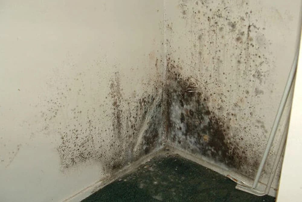 Sa ovim prirodnim sredstvom zaboravite na buđ, zauvijek!