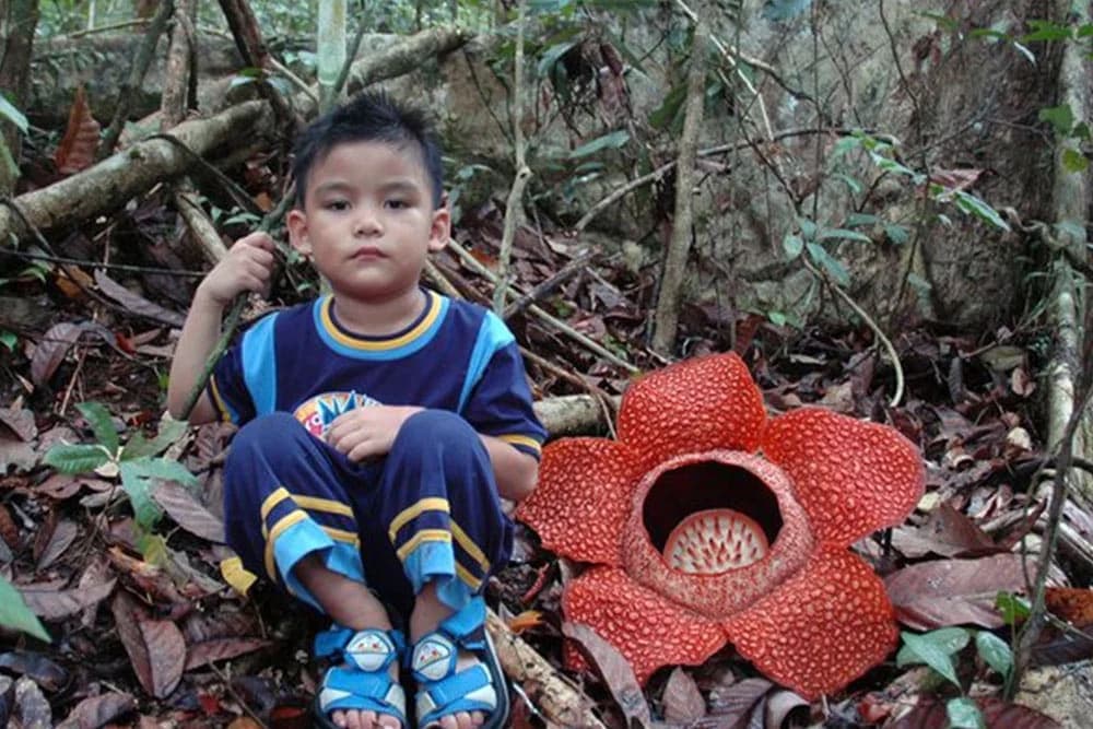 "Cvijet čudovište" pronađen u divljini Indonezije: Nadimak koji su mu nadenuli odlično ga opisuje