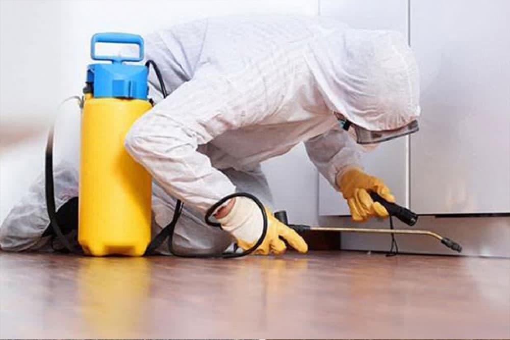 Šta je to DERATIZACIJA i kako se sprovodi?