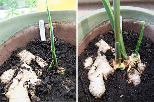 Đumbir na vašem prozoru - Kako gajiti đumbir kod kuće