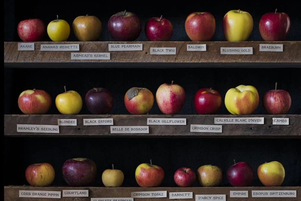 Priroda na granici sa umjetnošću: Jabuke kakve još niste vidjeli FOTO