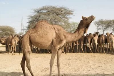 Turska humanitarna organizacija IHH želi otkupiti deve koje Australija planira ubiti