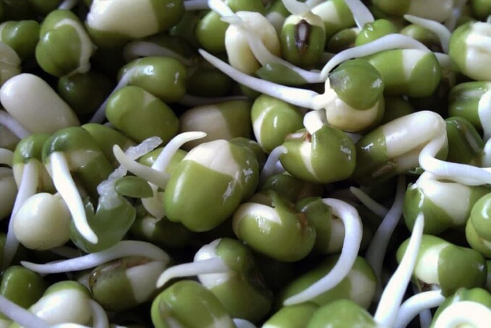 Klice - svježa hrana u zimskim mjesecima