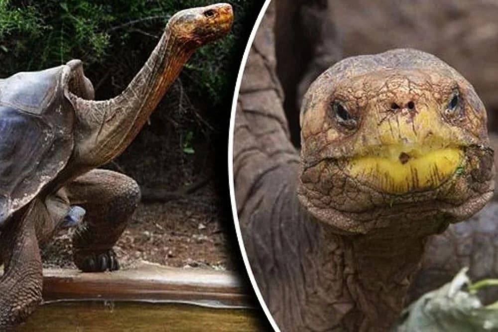 Nezasitim libidom spasao vrstu: Dijego otac 40 odsto populacije kornjača /FOTO/