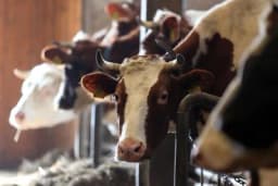 Upozorenje stočarima: Zbog ovoga može da vam ugine stoka