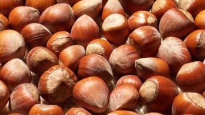 Izvozom lješnika zaradili 2,3 milijarde dolara