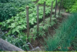 Koliko zemljišta i posla je potrebno da prosječna porodica proizvodi hranu za sebe