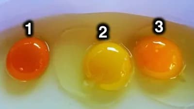 Prema boji žumanceta, da li znate koje jaje je zdravije? /VIDEO/