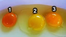 Prema boji žumanceta, da li znate koje jaje je zdravije? /VIDEO/