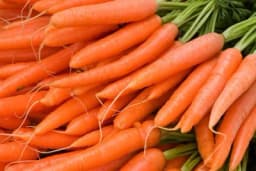 Uzgoj mrkve na “agril” foliji