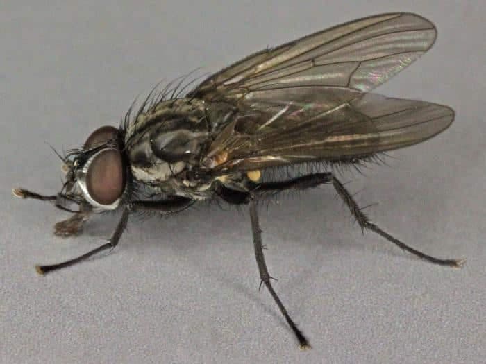 Suzbijanje kućnih muva