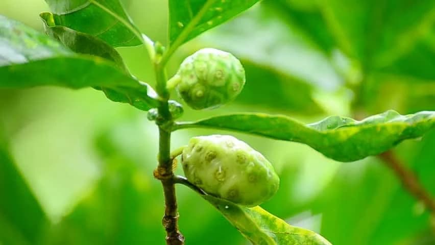 Koja je tajna čudotvorne biljke NONI