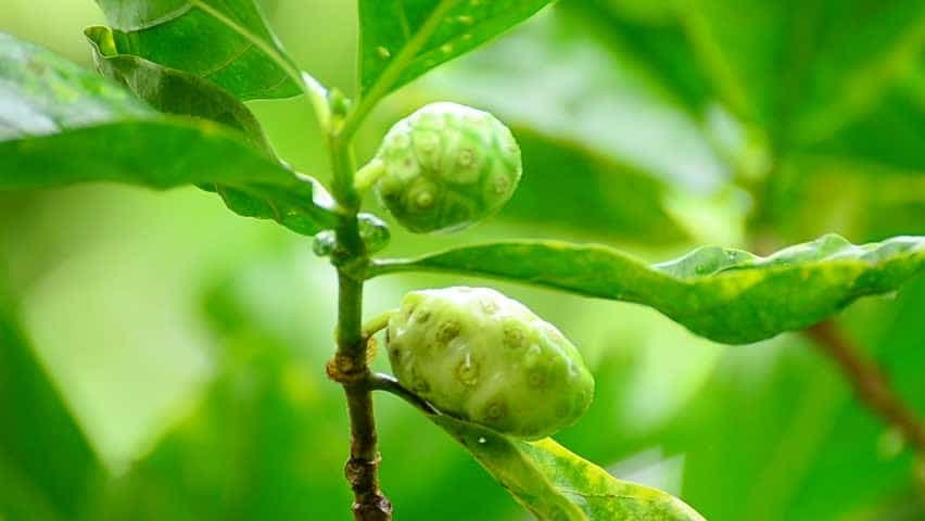 Koja je tajna čudotvorne biljke NONI