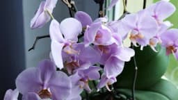 Čime treba zalijevati orhideje kako bi cvjetale