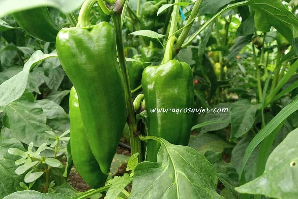 Paprika