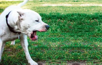 Kravu zaskočile tri bijele argentinske doge i izgrizle do smrti