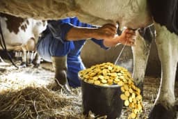 Krenula isplata za proizvodnju mlijeka