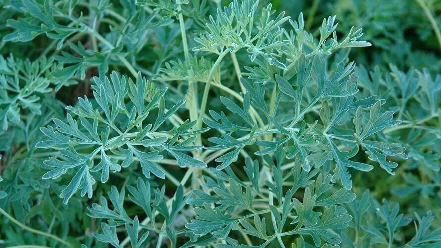 Pelin - Ljekovita svojstva i gajenje