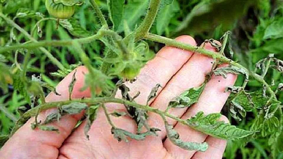 Suše vam se biljke? Evo nekoliko načina kako da ih oživite