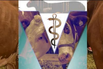 Veterinarska komora FBiH i dalje ne smije obavljati poslove propisane zakonom