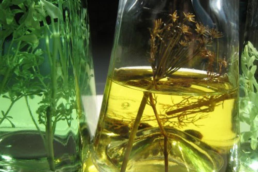 LJEKOVITO BILJE U VINU