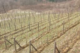 Lozni kalemovi način pripreme za sadnju