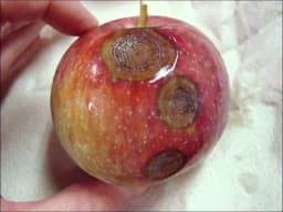 Crna trulež jabuke i načini za suzbijanje patogena